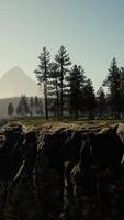 nebbioso paesaggio di montagna nebbioso con foresta di abeti video