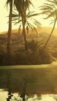 kleurrijk tafereel met een palmboom boven een kleine vijver in een woestijnoase video