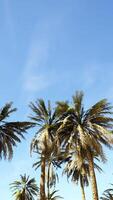 Underside of the coconuts tree with clear sky and shiny sun video