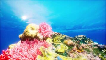 Underwater Coral Reef With Sun video