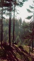 belle forêt à feuilles persistantes à distance en montagne video