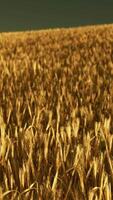 campo de trigo dorado en verano caluroso video