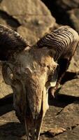 Dry Goat Skull Bone on stones under sun video