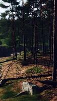 Wild pine trees at dawn during sunrise in a beautiful alpine forest video