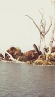 wunderschöne Meeresfelsen und tote Bäume in einem Meer aus heller Dämmerung video