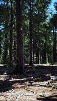 Early morning sunlight in the Sequoias of Mariposa Grove video