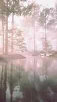 dark pond in mysterious forest video