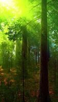 brouillard matinal dans la forêt de séquoias géants video