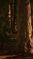 gigantische sequoia-bomen torenhoog boven de grond in sequoia nationaal park video