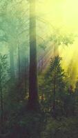 brouillard matinal dans la forêt de séquoias géants video