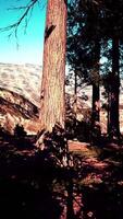 gigantische sequoia-bomen torenhoog boven de grond in sequoia nationaal park video