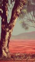 albero di acacia nella savana africana video