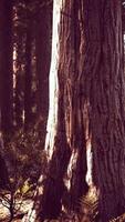 forêt de séquoias géants du parc national de sequoia dans les montagnes de californie video