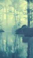 pântano da lagoa com atmosfera única e neblina sob as árvores video