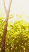 forêt mystique colorée avec rayon de soleil et lumière parasite le matin video