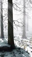 forêt magique de décembre avec la lumière des rayons du soleil video