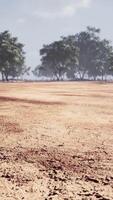 albero di acacia nella savana africana video