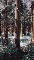 sonnenuntergang oder sonnenaufgang im winterlichen kiefernwald, der mit schnee bedeckt ist video