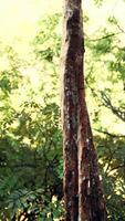 misty rainforest and bright sun beams through trees branches video