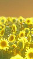 Feld der blühenden Sonnenblumen auf einem Hintergrundsonnenuntergang video
