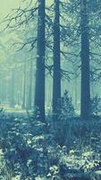 puesta de sol o amanecer en el bosque de pinos de invierno cubierto de nieve video