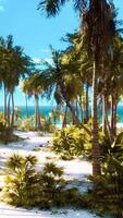 desert island with palm trees on the beach video