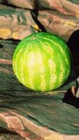 vattenmelon frukt bär på steniga stenar video
