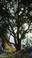 großer Baum mit Felsformationen am Berghang video