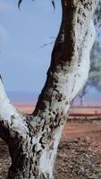 akacior träd i landskapet i tanzania med moln på himlen video