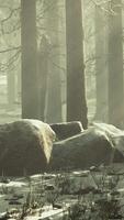 impresionante vista de la niebla y la luz del sol después de las heladas en el bosque de pinos video