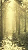 forêt d'épinettes du matin magique et brumeuse video