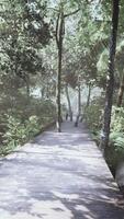 wooden walking way leading through beautiful autumn forest video