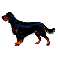 silhuett av Gordon setter hund isolerat på transparent bakgrund png