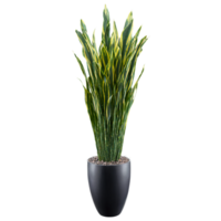 Snake Plant Zeylanica tall dark green and striped leaves shooting upward from a hovering black png