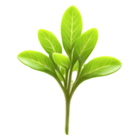 origano microgreens origano vulgare minuscolo verde le foglie con un' robusto gusto elegantemente visualizzato microgreen super png