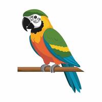 Set of Cute Parrot cartoon collection, isolated on white background vector