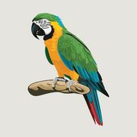 Set of Cute Parrot cartoon collection, isolated on white background vector