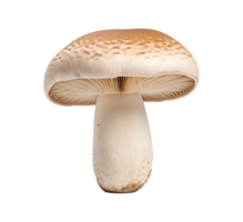 mushroom vegetable isolated png