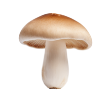 cogumelo vegetal isolado png