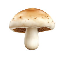 champignon légume isolé png