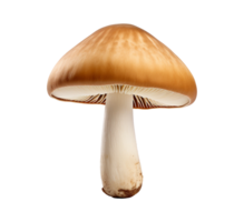 mushroom vegetable isolated png