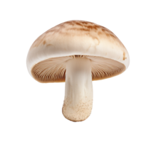 mushroom vegetable isolated png