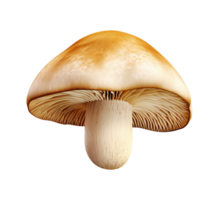 mushroom vegetable isolated png