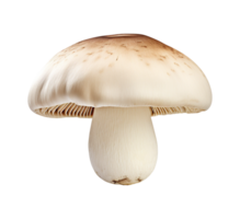 mushroom vegetable isolated png