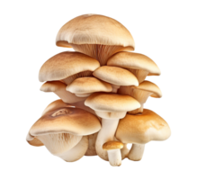 mushroom vegetable isolated png