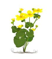 Marsh Marigold or Kingcup Caltha palustris. Botany illustration in cartoon flat style. Wild yellow spring flowers growing in marshes, fens, ditches and wet woodland. vector