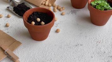 Pots with various vegetables seedlings. video