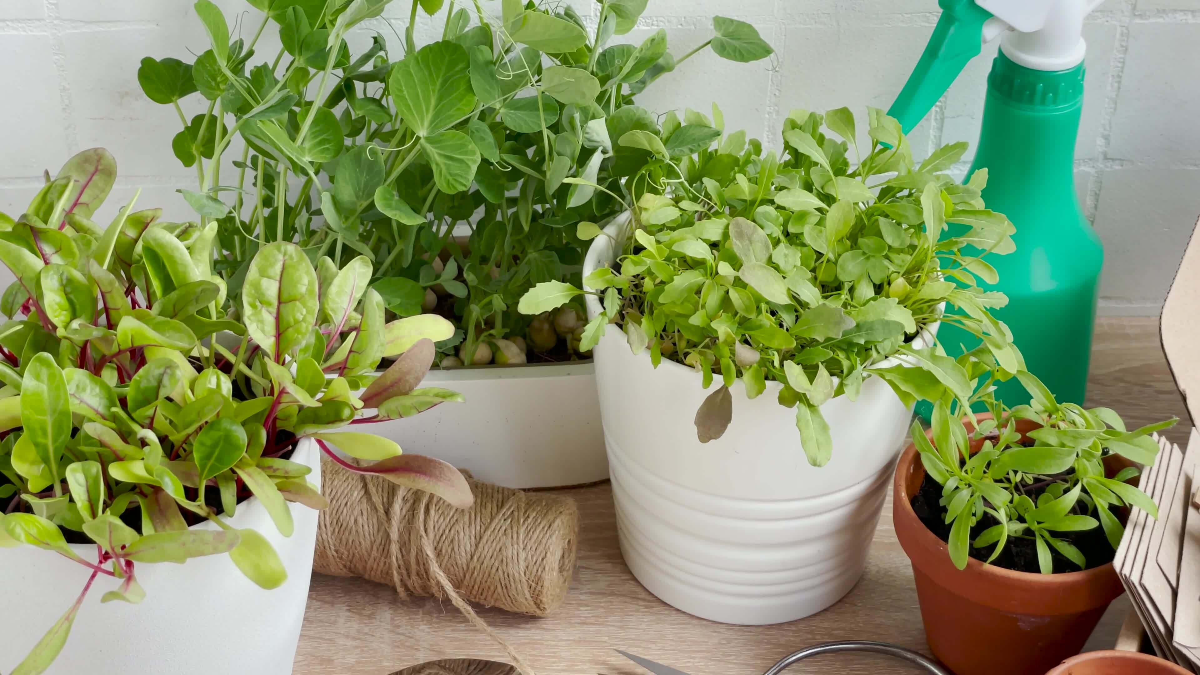 Indoor Gardening Stock Video Footage for Free Download