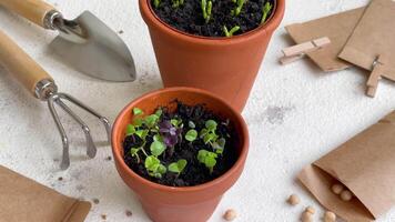 Pots with various vegetables seedlings. video