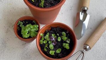 Pots with various vegetables seedlings. video